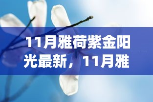 11月雅荷紫金陽光下的勵(lì)志蛻變，自信、成就與正能量并行不悖的旅程