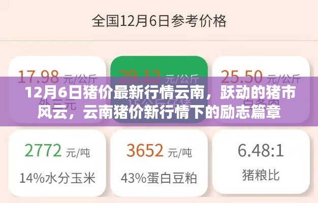 云南豬價最新動態(tài)，市場風云涌動，豬市勵志篇章開啟