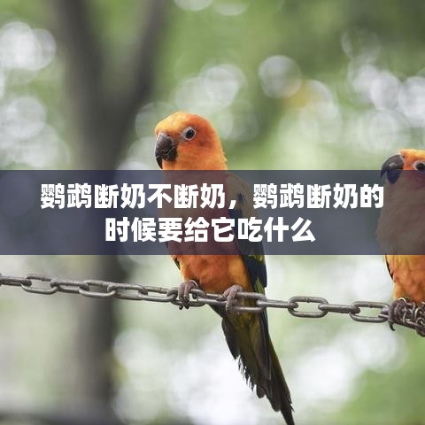 鸚鵡斷奶不斷奶，鸚鵡斷奶的時候要給它吃什么 