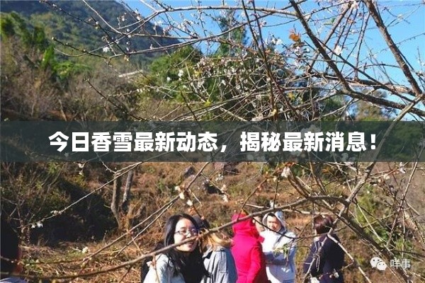 今日香雪最新動態(tài)，揭秘最新消息！