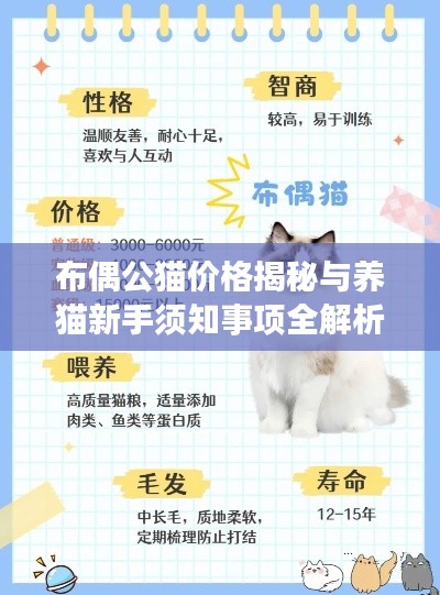 布偶公貓價格揭秘與養(yǎng)貓新手須知事項(xiàng)全解析