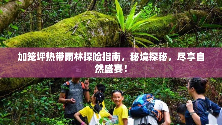 加籠坪熱帶雨林探險指南，秘境探秘，盡享自然盛宴！