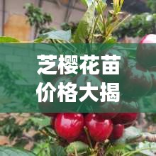 芝櫻花苗價格大揭秘，價值與種植成本全解析